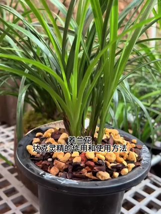 #好物推荐 达克灵精 兰花分苗常备品 可涂抹可喷叶可灌根 兰花养护 园艺资材 #兰花养护 #喷叶 #园艺资材
