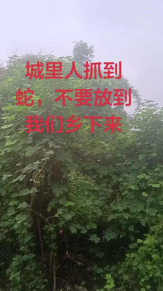 城里的蛇不要放到我们乡下来