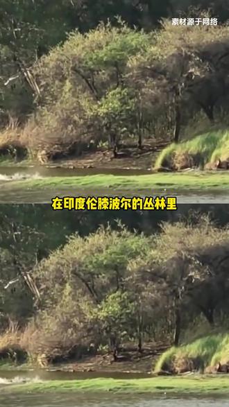 箭头,丛林里永不磨灭的王者传说 #老虎 #箭头 #动物世界 #情感 #王者