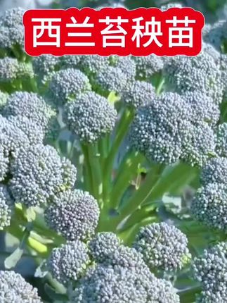 #三农种植 #蔬菜种植 #西兰苔秧苗#西兰苔苗西蓝苔苗西兰花苗#带土西兰菜苔秧