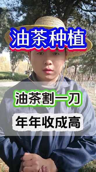 油茶割一刀,年年收成高 #服务三农 #油茶种植 #油茶树 #油茶管理
