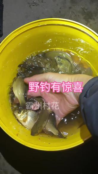 站起来了#户外 #野钓 #大板鲫 #钓点王 视频左下角或抖音搜“钓点王小程序”输口令 视频左下角或抖音搜“#钓点王 小程序”输口令 220239 查钓点