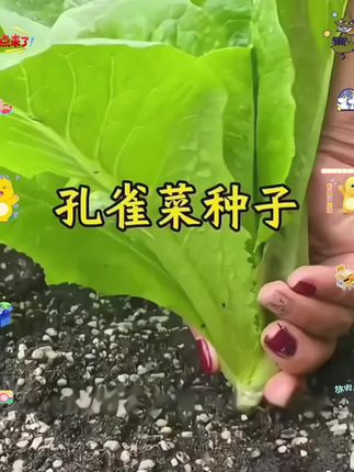高温天气不知道种什么菜的,就赶紧来种这个好吃又好种的孔雀菜,#孔雀菜种子 #孔雀菜 #阳台小院均可种植 #在家种菜 #蔬菜种植