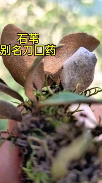 有柄小叶石韦#草本植物 #山货