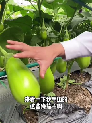 农家新鲜青皮茄子,每天现摘现发,各个皮薄肉厚,又鲜又嫩! #青皮茄子 #下饭菜 #茄子 #茄子的神仙吃法 #茄子烧豆角