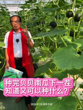 #南瓜种植技术 #气雾栽培 #雾耕飞兔哥