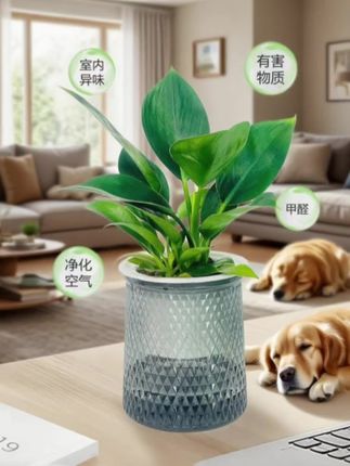 金钻绿植,净化空气,吸收甲醛好帮手。家里有烟民的赶紧备上! #水培植物 #室内绿植 #净化空气#异味 #甲醛