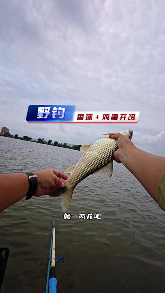 用香蕉加鸡蛋开饵,也能上大老麦||#钓鱼 #钓鱼人就是这么疯狂 #饵料搭配 #钓鱼技巧 #野钓