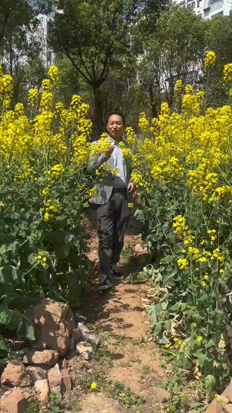 #油菜花 三种方法写油菜花(1)