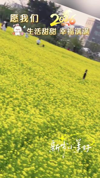 免费景点,油菜花香。