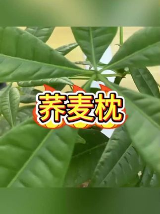 #荞麦枕 #护颈枕 #枕头