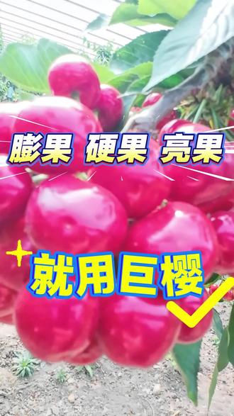 膨果亮果硬果就用巨樱#助农 #新农人计划2026 #抖音服务三农支持三农发展 #巨樱 #硬果