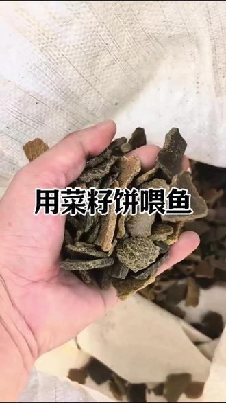 制作发酵料的详细流程以及用法用量#发酵轮虫宝#发酵菜籽饼#发酵料养鱼#水产人#水产养殖@DOU+小助手 @DOU+上热门