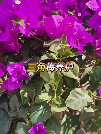 #三角梅养护 你养的三角梅花开的多吧,像这样的三角梅出来很多新枝,我们就可以把尖子给他摘了晒太阳,土晒干了,叶片有点淹了的时候,我们就该用点这个三角梅专用肥。每次一瓶盖给它浇透。浇上几次,你的三角杯就会花开艳丽。你的三角杯还没有开花的,抓紧用上。#三角梅养护小常识 #三角梅开花营养液