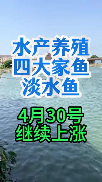 4月30号鱼价继续大涨#鱼塘肥水方法#鱼塘肥水用什么#鱼塘水黑水浑怎么解决#鱼塘氨氮亚盐超标怎么解决#鱼塘老绿水怎么解决