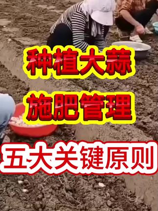种植大蒜最关键的5步施肥方案#大蒜种植#大蒜#大蒜底肥 #大蒜种植技术