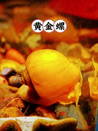 鱼缸清洁工+颜值担当!黄金螺也太会撩人了! 谁懂啊!养黄金螺直接解锁鱼缸“懒人模式”!一身亮灿灿的金黄色外壳,像撒了层碎金,趴在缸壁或水草上时,瞬间让鱼缸质感up,观赏性直接拉满。 关键是它超能干!日常趴在缸壁啃藻,连水草叶上的顽固绿藻都能清理干净,还会吃掉残饵和鱼便,妥妥的“鱼缸清洁工”,省了不少手动擦缸的功夫。#黄金螺 #观赏螺 #鱼缸清洁 #工具螺 #无限回购的宝藏单品 @抖加🔥上热门🔥dou+🔥热点宝