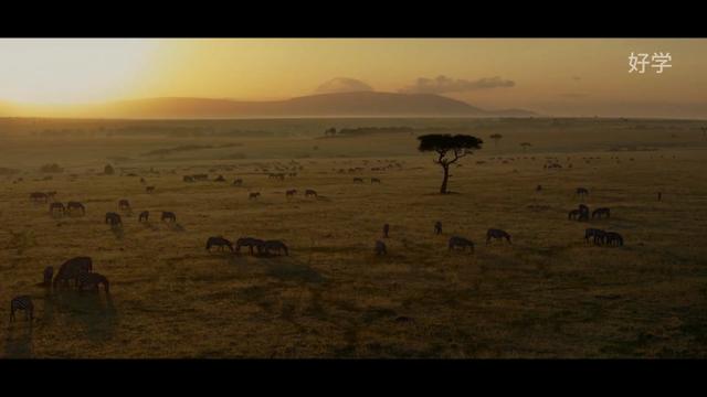 央妈力荐,一看就涨知识的纪录片,豆瓣9.3分; 建议先收藏再看,每一帧都能当壁纸#AI配音可直接下载;
《夜色中的地球》1080P珍藏版 第一季第一集 草原狮子;
#高分纪录片 #神奇动物 #我要上热门抖音小助手 #神奇大自然纪录片