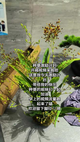 #与辉同行 #种草好物 #种草激励计划申请入口 #兰花 文心兰 万物皆可种,好东西都可以分享#花卉绿植