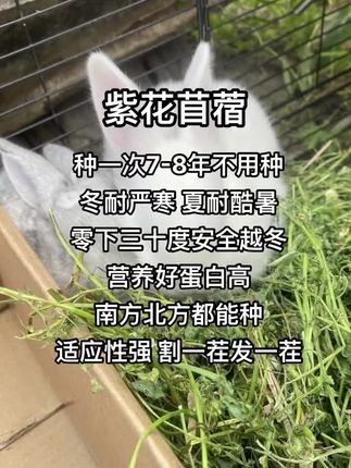 #紫花苜蓿 #多年生牧草 #耐寒 #猪马牛羊鸡鸭鹅兔鱼虾蟹都适用