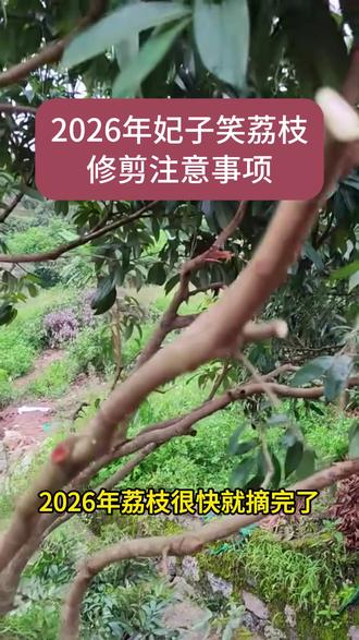 2026年妃子笑荔枝摘完果修剪修枝要注意的地方 #妃子笑荔枝修枝 #荔枝修剪后喷什么 #荔枝梢期管理 #荔枝壮梢 #合田雨壮梢灵 @抖音作者助手 @DOU+上热门