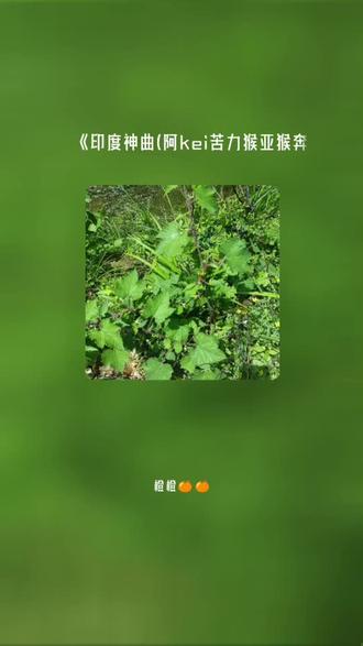 喜欢吗,这首歌叫做 印度神曲(阿kei苦力猴亚猴奔)#全民k歌 #唱歌不孤单