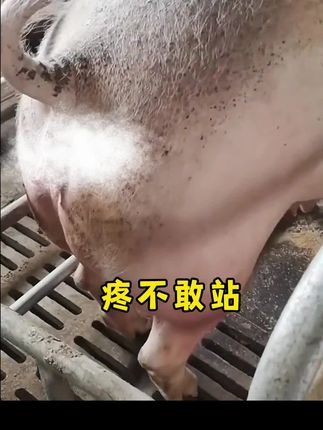 #养猪人 #养猪人不容易 #三农养殖 #养猪人加油干 #所有养猪人