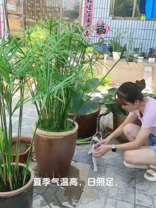 #水竹旱伞草 ,伞状叶形独特美观,四季常绿,耐阴耐旱易养护,还能净化水质,是室内外绿植装饰的优选 。#爱生活爱养花 #绿植花卉 #盆栽绿植 #dou+小助手