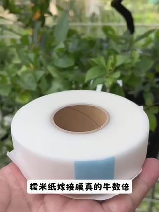 日本进口糯米子自粘可降解可穿透无需拆膜糯米糯米纸嫁接膜#嫁接膜#嫁接膜糯米纸 #糯米纸嫁接膜