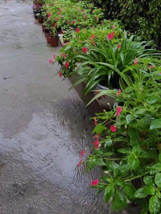 雨天的花花好丑啊#玻璃翠花🌸