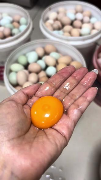 带⭕的蛋才能孵出小鸡🐥