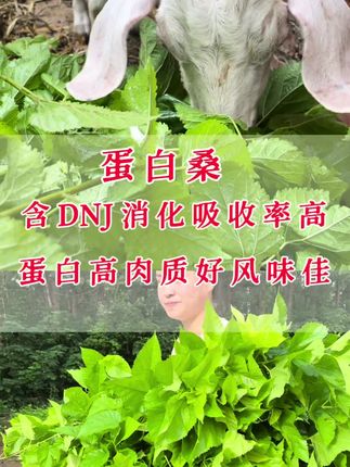 做养殖为什么用蛋白桑?DNJ消化吸收率更高,蛋白高营养好,提升动物肉质,经济价值更高。#高蛋白牧草#蛋白桑#牧草种植#蛋白桑种子
