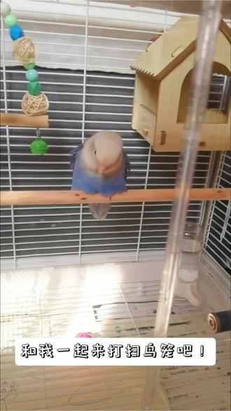 和我一起打扫鸟笼吧!#萌宠#布卡星鸟笼#打扫鸟笼#小鹦鹉日常#鸟