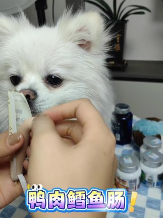 好极了,味道好极了,鸭肉鳕鱼肠一吃一个不吱声,一点也不担心狗狗的健康#萌宠推荐官 #鸭肉鳕鱼肠 #萌宠 #生活服务热点中心 #狗狗零食