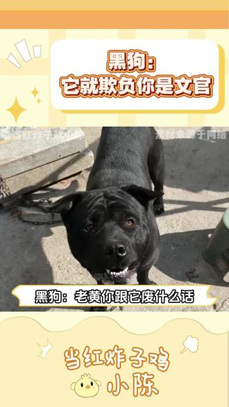 黑狗:它就欺负你是文官 #狗 #搞笑 #万万没想到 #娱乐 #内容过于真实