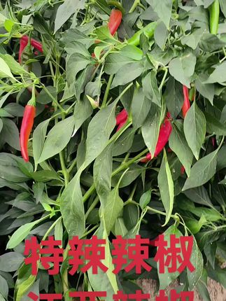 #红辣椒#腌制辣椒 #江西辣椒#湖南辣椒#辣椒酱