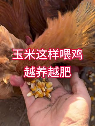 玉米喂鸡这样做,多长肉多下蛋#养鸡小妙招 #农村散养土鸡 #鸡鸭鹅养殖 #鸡鸭鹅养殖方法