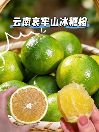 这个就是咱们云南哀牢山的冰糖橙,它已经成熟了,每一个都像我手上这样,皮薄肉厚、汁水足,而且它的果香味特别浓郁,闻起来就很诱人!如果你也喜欢这种甜蜜的味道,那就赶紧带一份回家尝尝吧!这些可都是今年的新鲜水果,保证让你吃的满意!快来点击下方链接抢购啊!#强烈推荐 #青皮冰糖橙 #新农人计划 #快来一起尝个鲜 #大人孩子都爱吃