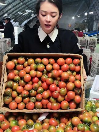 正宗丹东铁皮草莓柿子,皮一咬就爆汁,现摘现发,真正体验小时候的味道!#铁皮柿子 #草莓柿子 #口感非常好  #新鲜采摘 #铁皮西红柿