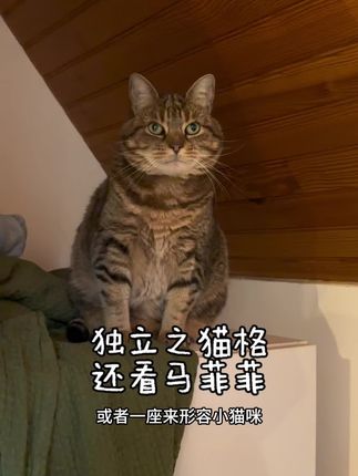 独立小猫vs高需求小猫 #与咪女士一家同行 #我和我的猫 #读懂你的猫 #高需求小猫