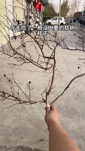 当彩泥遇到枯木,也能逢春开出花
#手工花制作