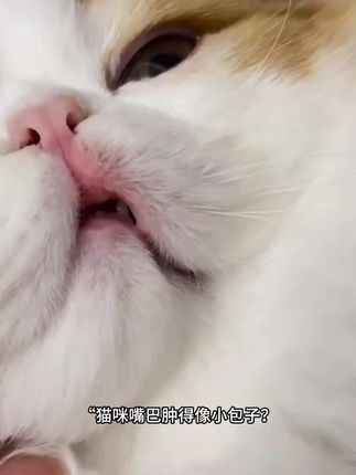 如果你家猫猫经常流口水,嘴里有溃烂或者牙龈发红,一定要试试这个口腔喷剂!每次喷四到六下,一天两到三次,成分温和不刺激,猫狗都可以用。平时注意口腔卫生,保持饮食干净,家里常备一只,有问题随时喷,真的很方便。#宠物口腔喷剂#狗狗护理#猫咪护理#猫咪口腔#爱奇好物