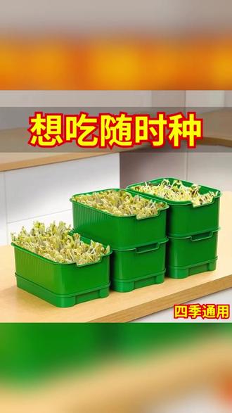 家用育苗盘水培种植盒豆芽豌豆苗种植容器 #家庭种植 #水培蔬菜 #阳台种植 #豆芽种植 #园艺工具