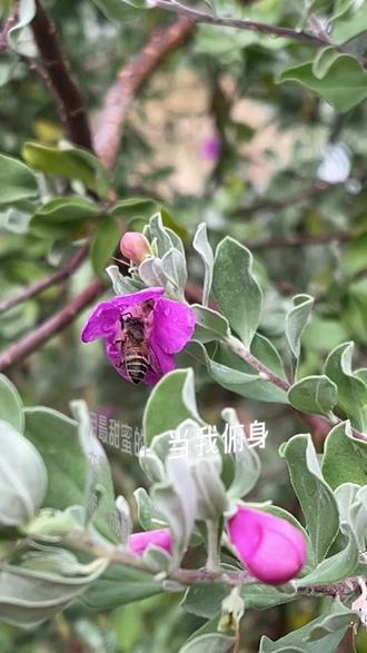 《蜂与花的契约》蜜蜂说:请带走我的光,花朵说:请带走我的香!#一花一草一世界 #发现生活发现美 #花语 #植物科普 #创作灵感上热门