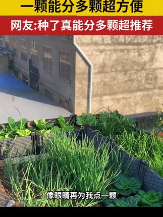 一颗火葱头能分多颗,爱吃葱的快种些吧#自己种的纯天然的绿色蔬菜 #小香葱 #阳台种菜 #我的小菜园