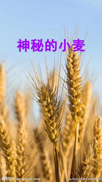 神秘的外来物种——小麦