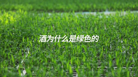 酒为什么是绿色的 #白酒 #白酒知识 #白酒文化