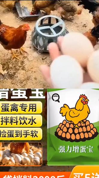 我们养鸡养鸭养鹅的家人们请注意了,看看我家这个增蛋宝特别好用,平时我们喂鸡喂鹅喂鸭的时候,放上这个增蛋宝,就能让你吃不完的鸡鸭鹅蛋,不相信你们带回家去试一试。