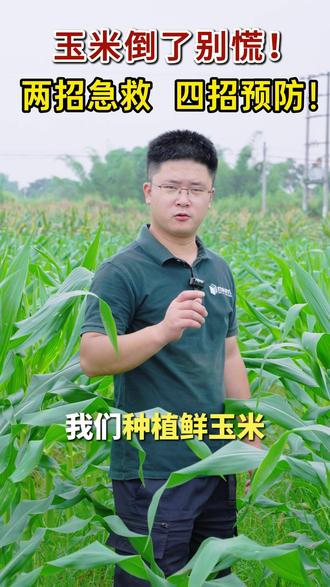 玉米倒了别慌!两招急救,四招预防! #鲜食玉米 #玉米倒伏 #玉米 #三农 #百家讲农 @百家讲农