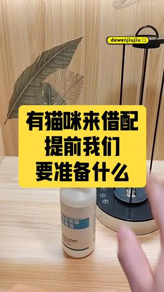 德文卷毛猫种公借配 德文猫找男朋友 北京,天津,廊坊,石家庄,山西、山东河北,河南。 #德文卷毛猫 #德文种公借配 #德文找男朋友 #德文九九#德文家庭繁育